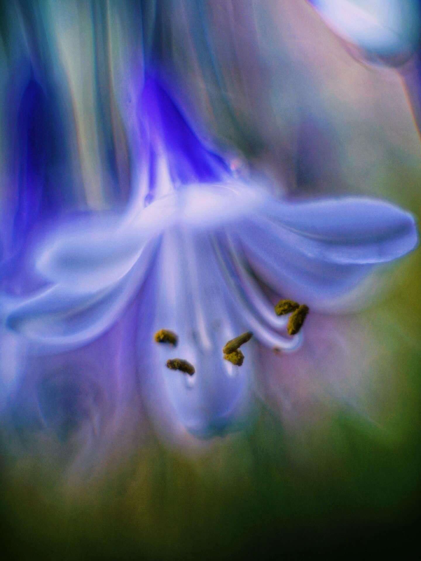 Macro photograph of a blue flower and its stamens by John Rodrigues