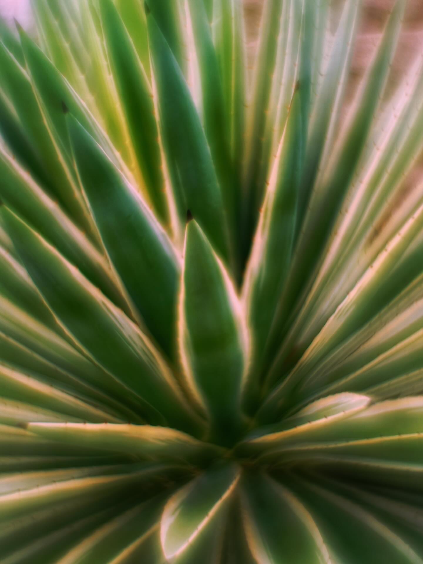 Close-up macro shot of green spiky leaves by John Rodrigues